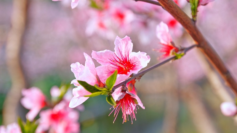 一月旺桃花秘诀十二种梦境助你提升爱情运势