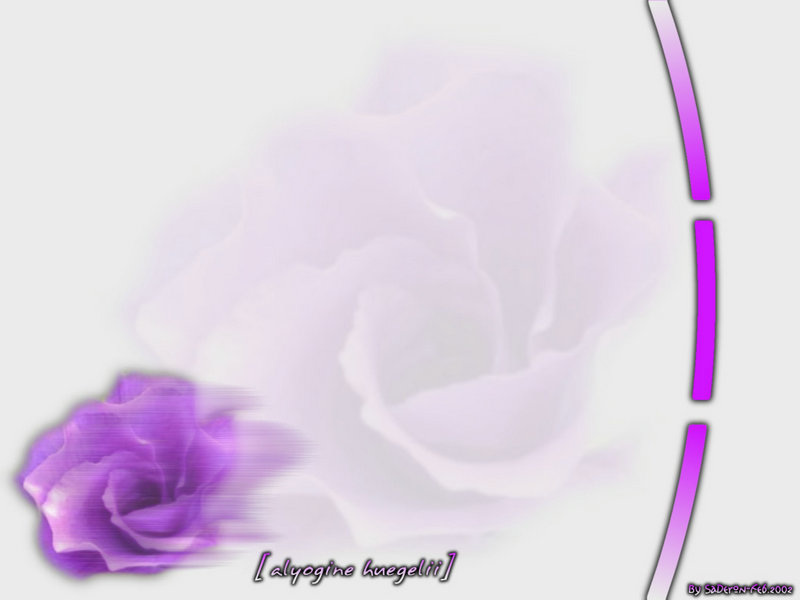 免费推广平台发布网站